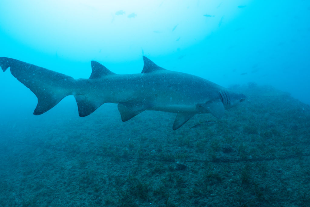 0f27d41d-0dc4-4d1a-a852-d67a13b8dddb