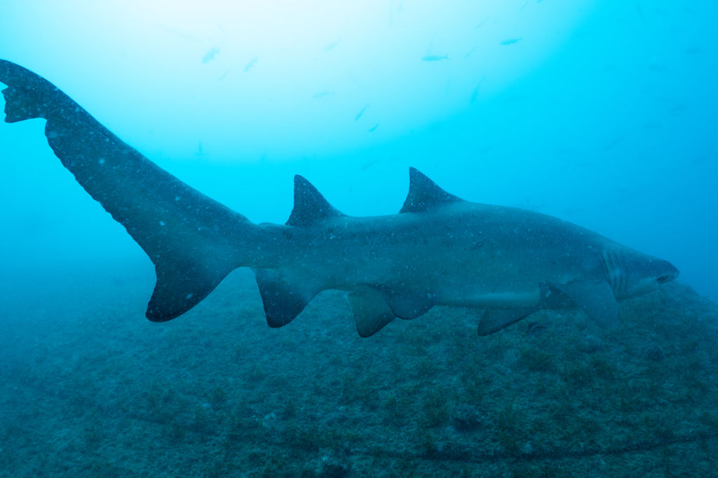 0f27d41d-0dc4-4d1a-a852-d67a13b8dddb