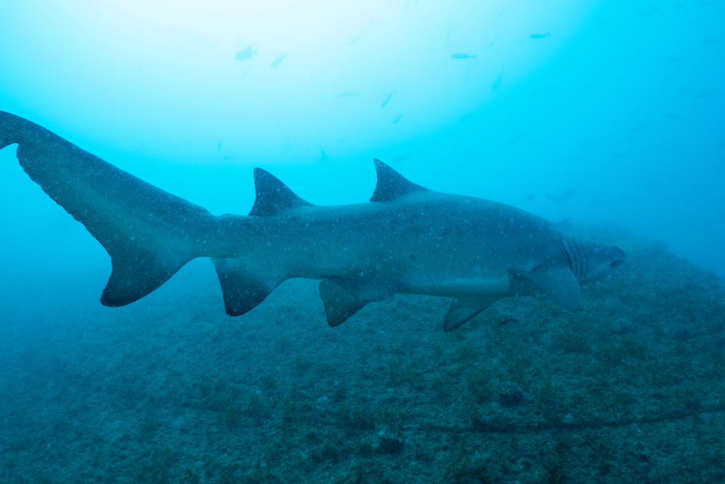 0f27d41d-0dc4-4d1a-a852-d67a13b8dddb