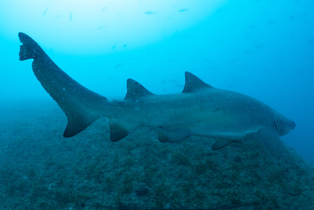 0f27d41d-0dc4-4d1a-a852-d67a13b8dddb