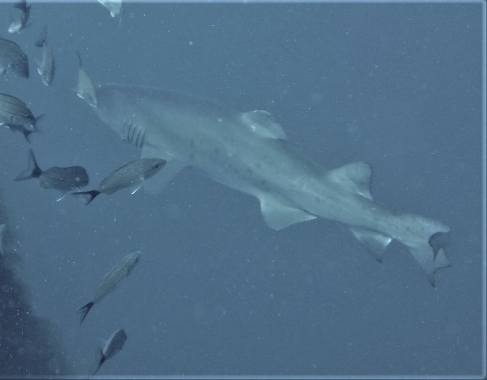 e8f54d4a-c89c-4c31-9085-35efcdfd0b6a