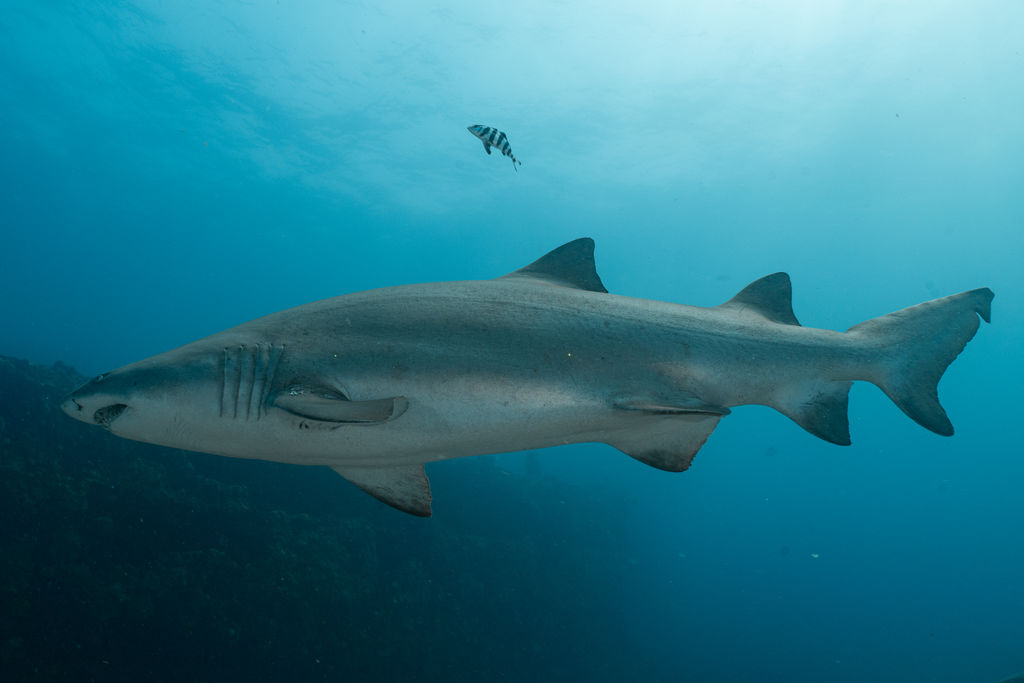 85081ec5-2337-40f5-adc0-98ef929ebd78