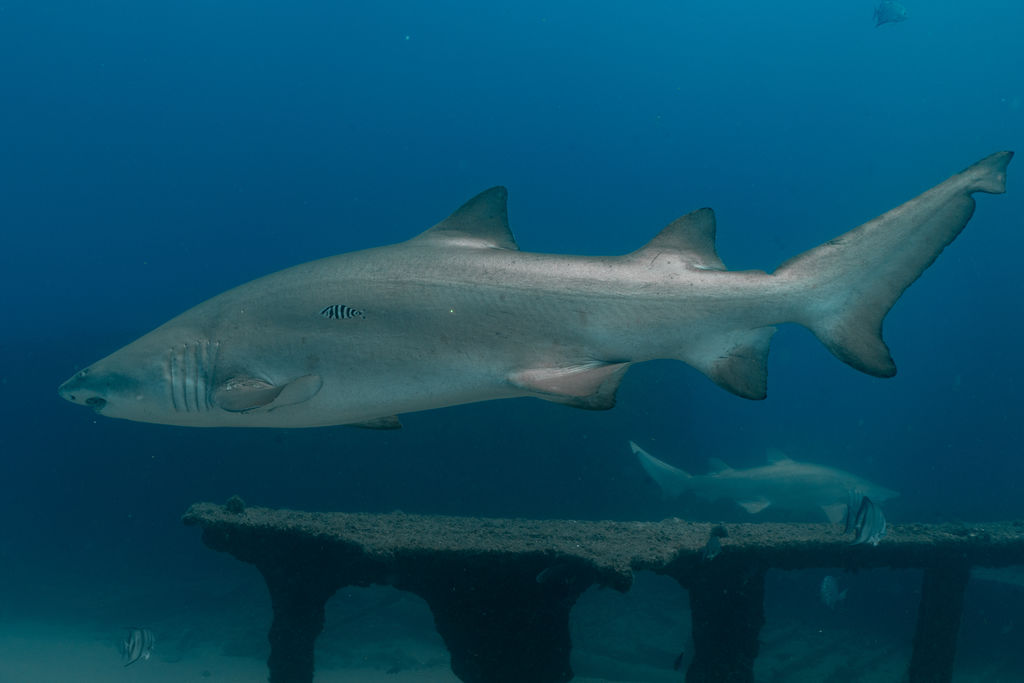 85081ec5-2337-40f5-adc0-98ef929ebd78