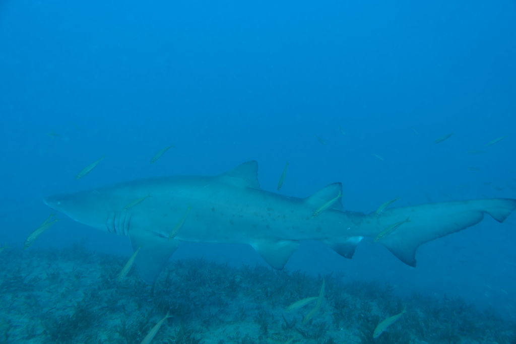 8cd0ee6b-a5fd-47e8-bbc1-1c166ece9800