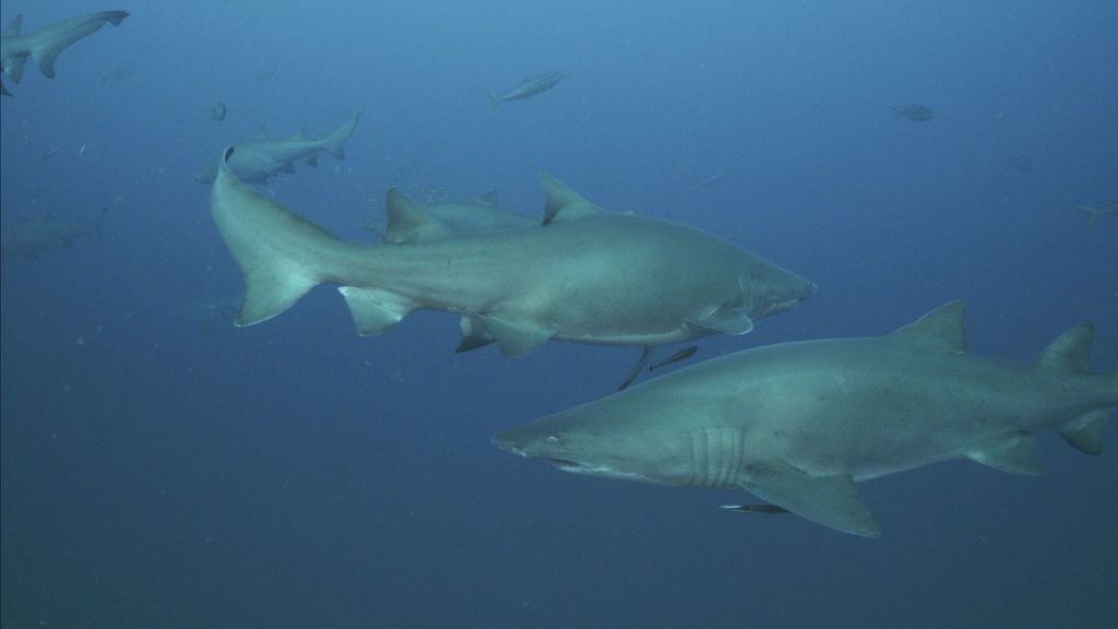 6d5911f2-da19-4b55-ac04-da674e17af9c