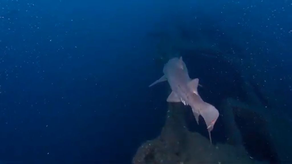 f81f96d9-0b5e-4f70-b6d1-8569ec569bcf