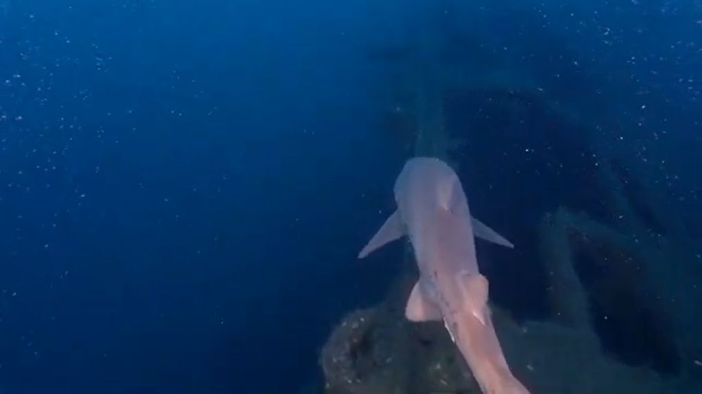 f81f96d9-0b5e-4f70-b6d1-8569ec569bcf