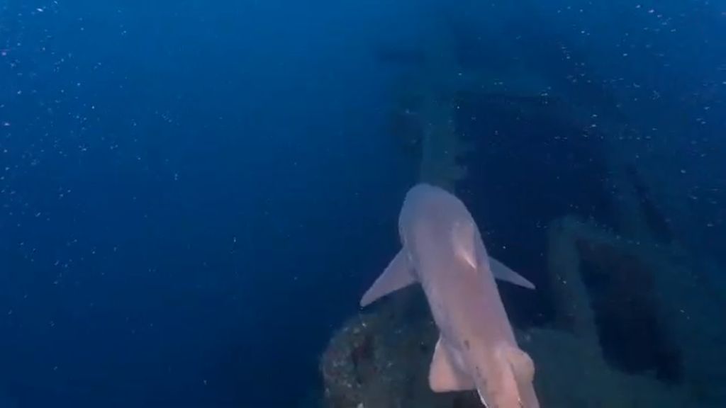 f81f96d9-0b5e-4f70-b6d1-8569ec569bcf