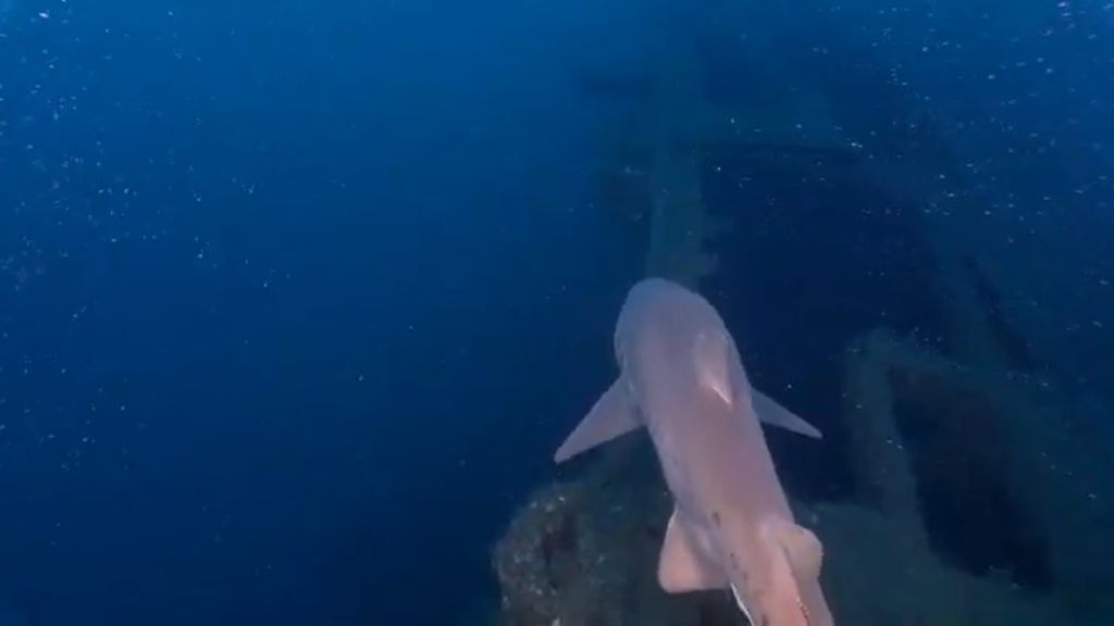 f81f96d9-0b5e-4f70-b6d1-8569ec569bcf