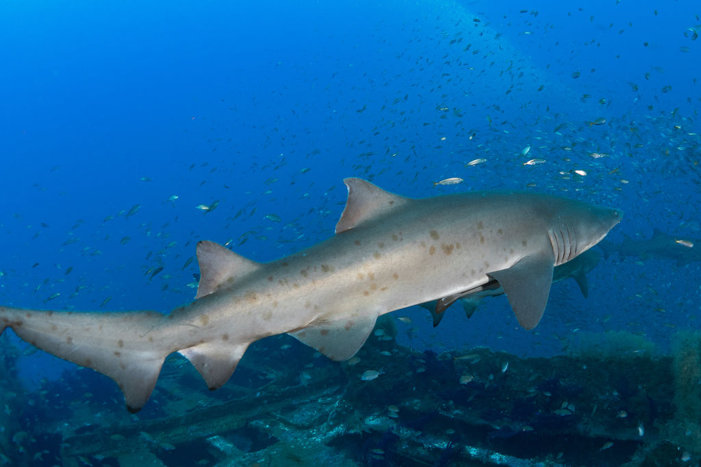 0c997cc2-c4d1-472e-ad44-ee72efb56eb5