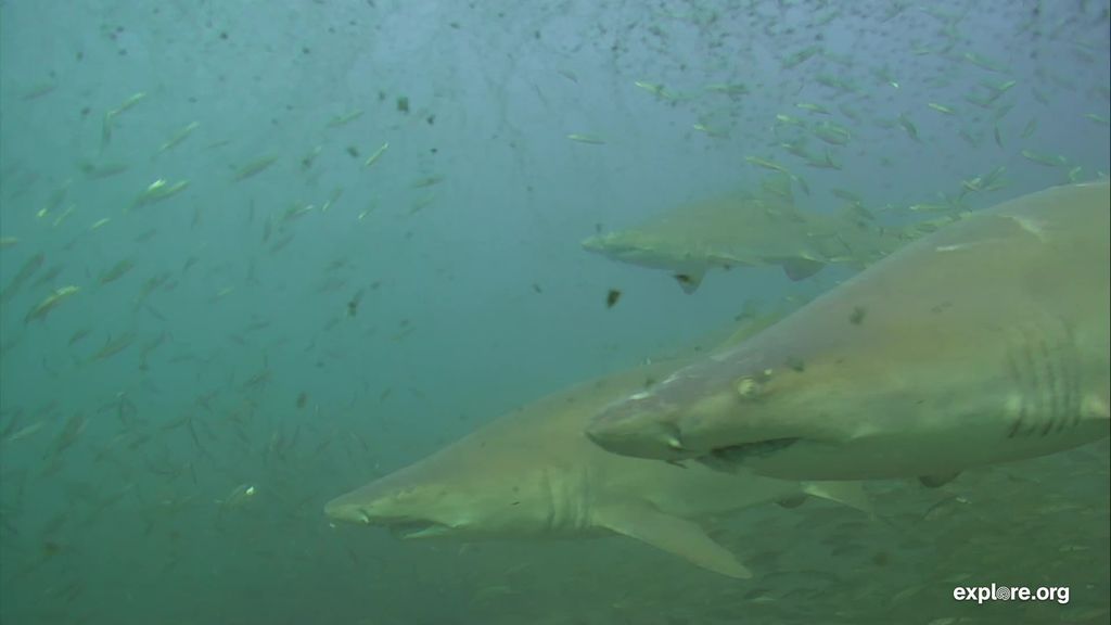 5ec2563b-9eec-48eb-afe7-dabeee20e7cf