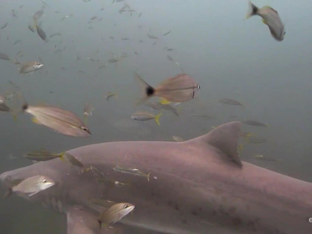 9bfa9ae0-520b-487f-9683-35c37778a731