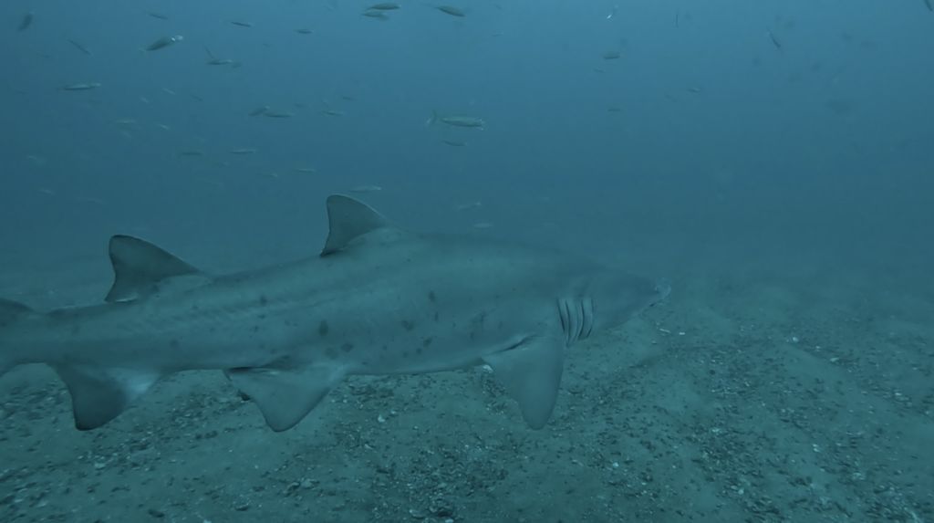 a01af58c-8135-4b4a-9531-82b9c51d5741