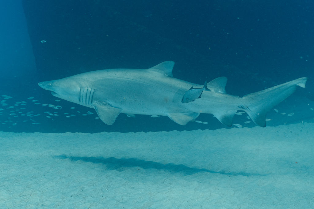 0ce3aaef-d24f-4da5-ae4c-8f6c369fc3d2