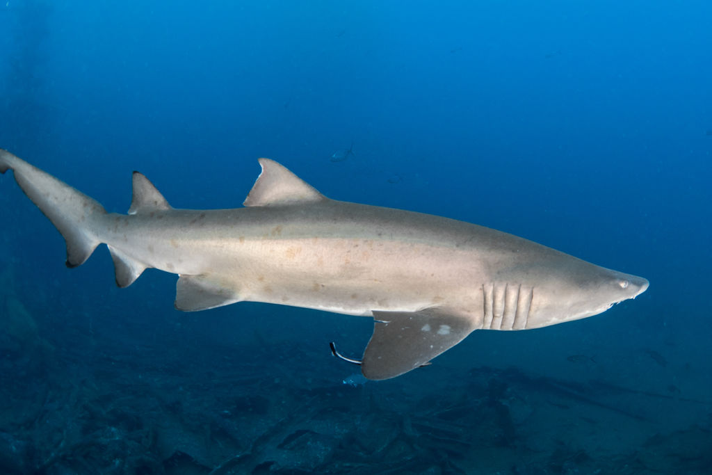 8f8008ad-e43b-461e-8d4c-15c10bfb250f