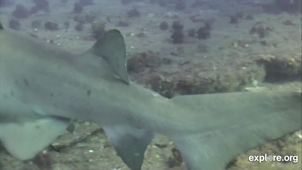 7a172a5e-6333-4f1a-930e-add51c1499f9