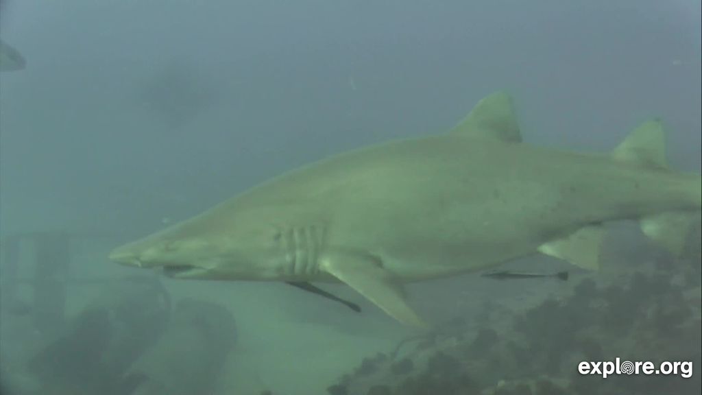 7a172a5e-6333-4f1a-930e-add51c1499f9