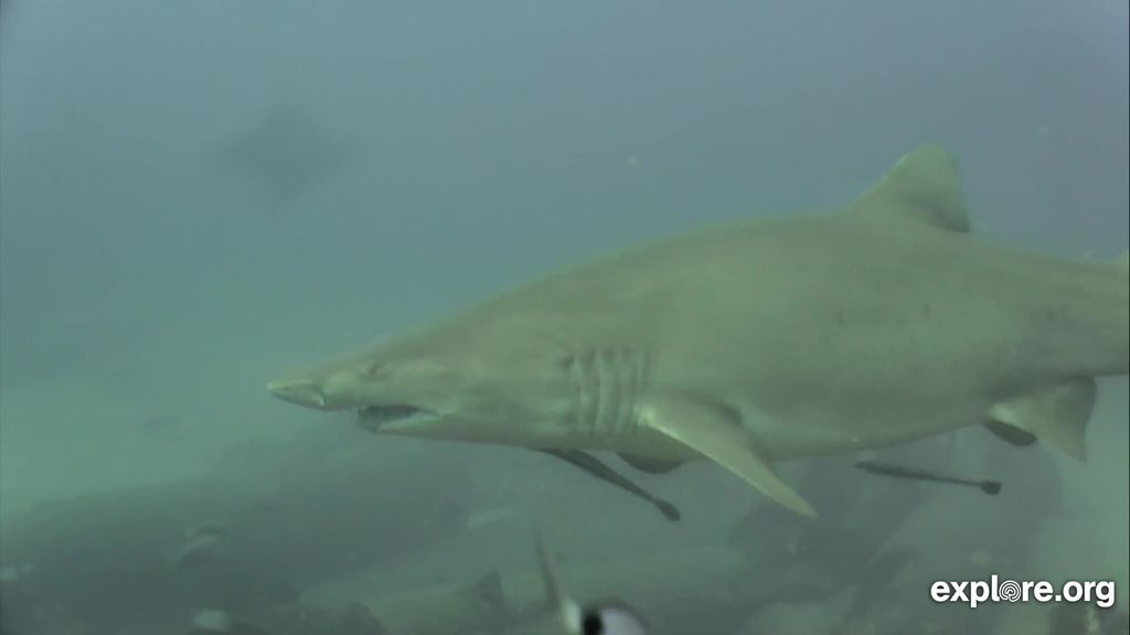 7a172a5e-6333-4f1a-930e-add51c1499f9