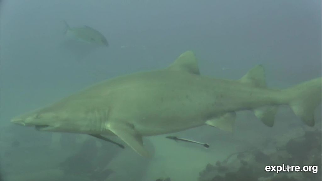 7a172a5e-6333-4f1a-930e-add51c1499f9