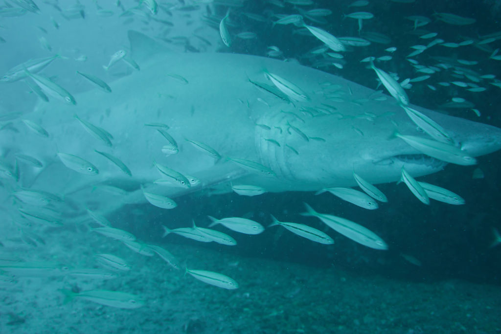 f1360cd5-d974-4473-b820-2fa70fb06bd9