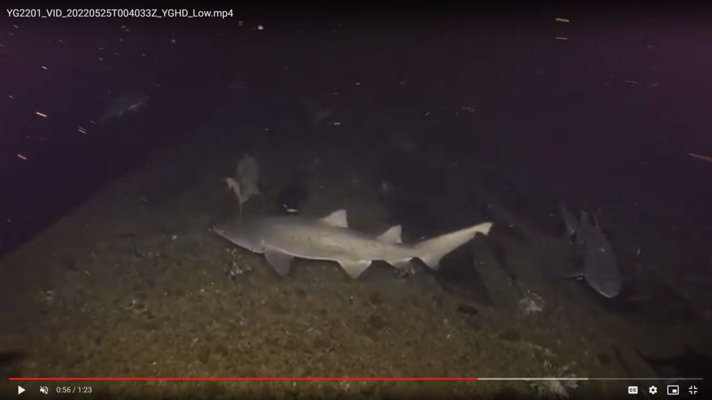 5ab567f4-a291-47a7-8fa3-bf00b26f678e