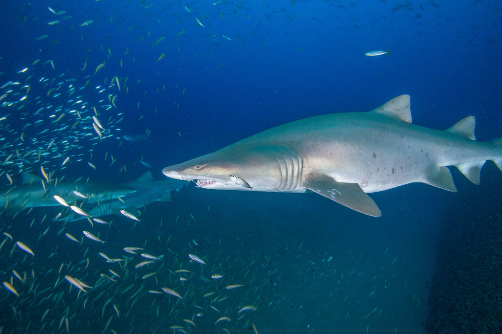 e2179cb3-925a-4d24-9e4a-2180094e309a