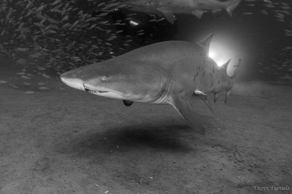 0cbe8a98-eaf5-4e5a-947c-fbd98fea0a01