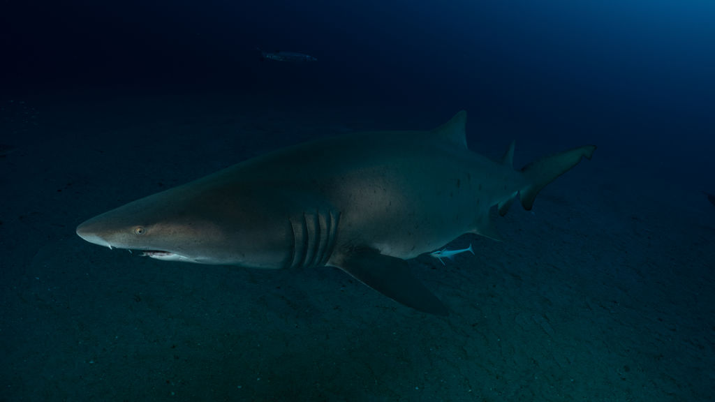 38433f4f-b710-4a30-b8d0-b446bc22e9b5