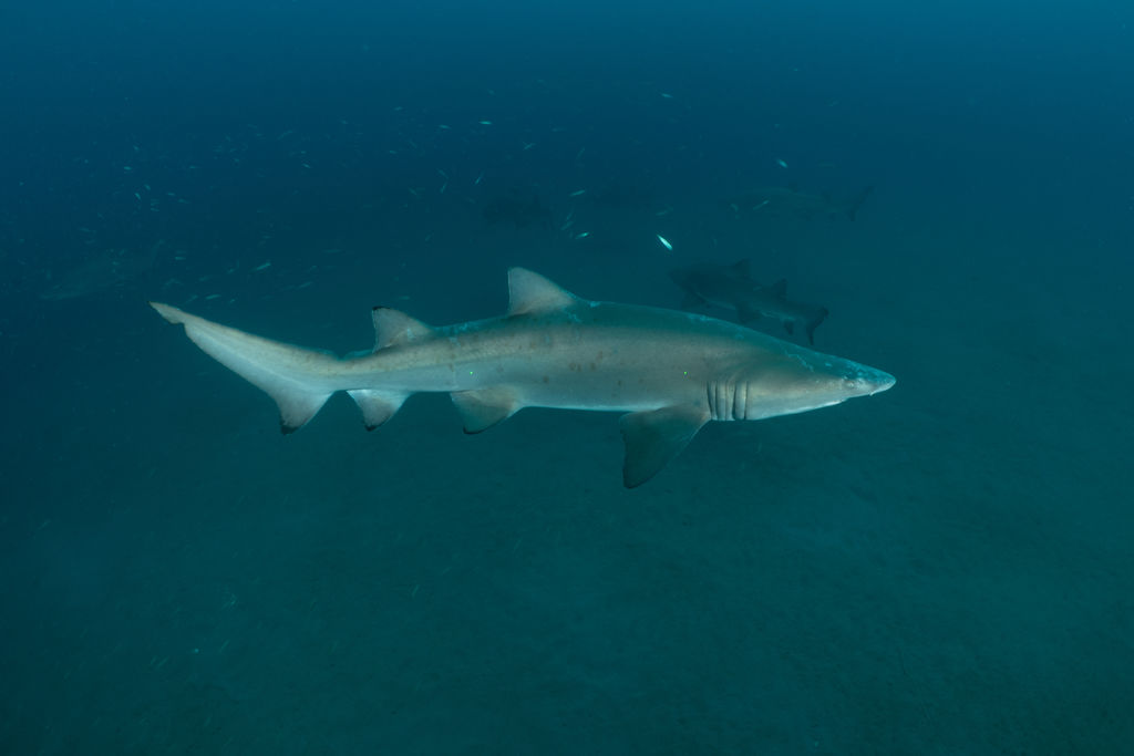 12728047-9831-4032-81cb-5ab6aac81230