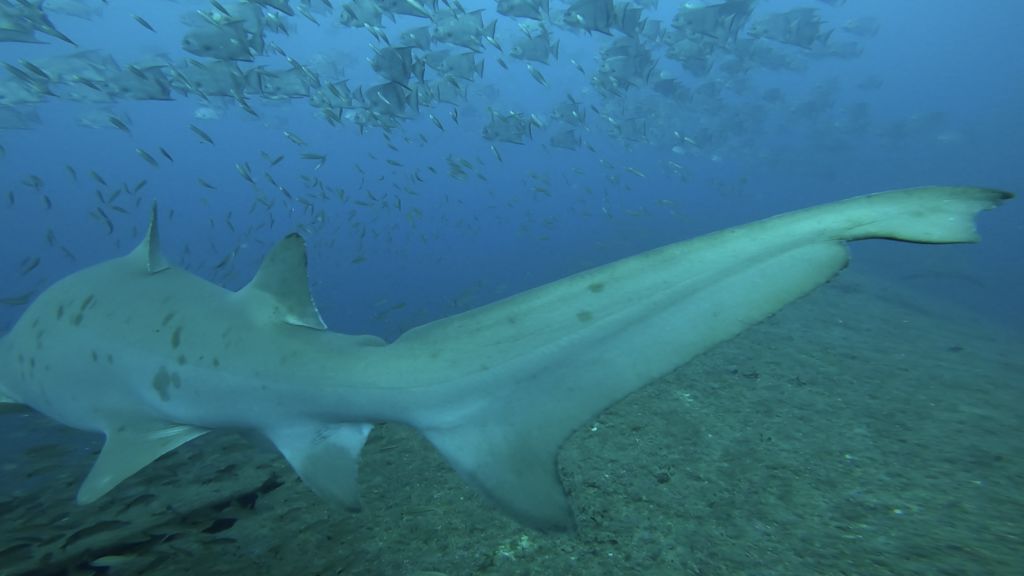 51f5332b-407a-4398-921d-07864a4805a4