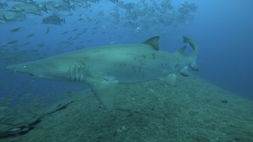 51f5332b-407a-4398-921d-07864a4805a4