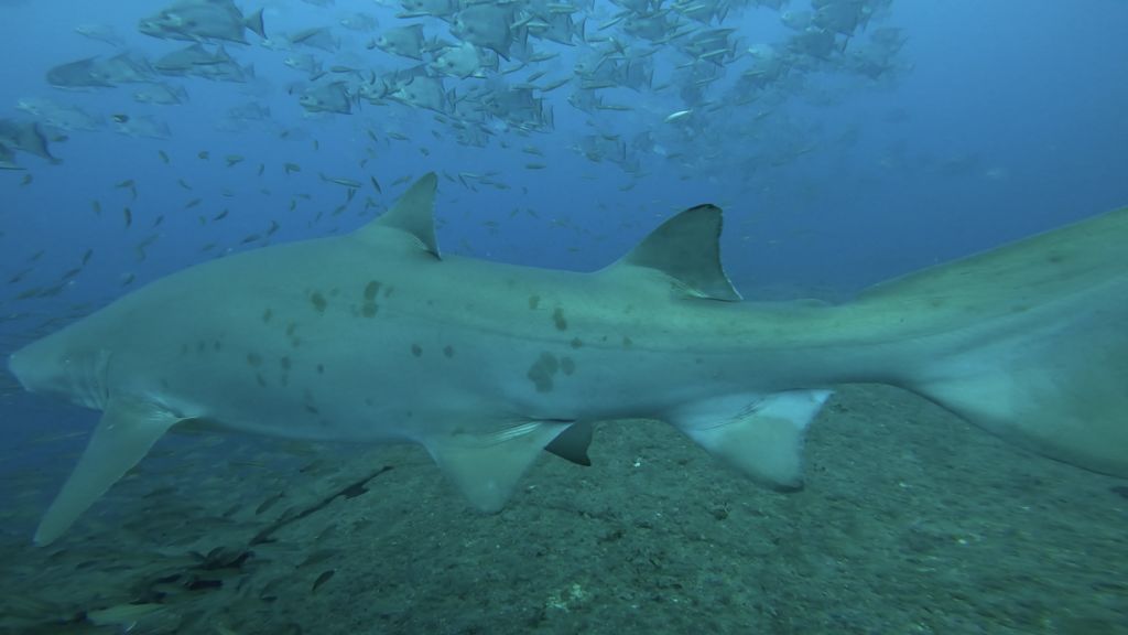 51f5332b-407a-4398-921d-07864a4805a4