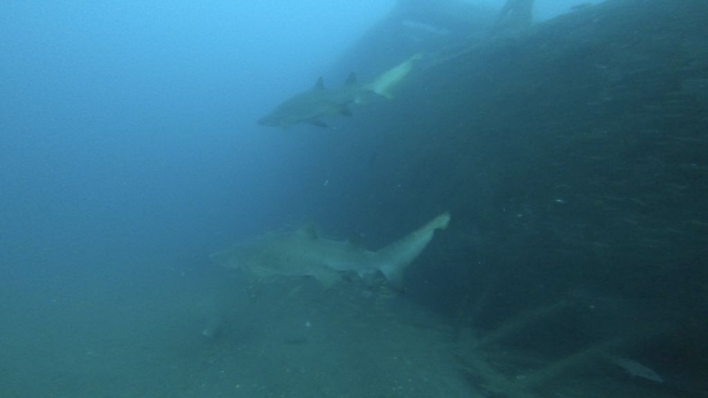 88492a2d-35b3-485f-90f0-1778a739d805