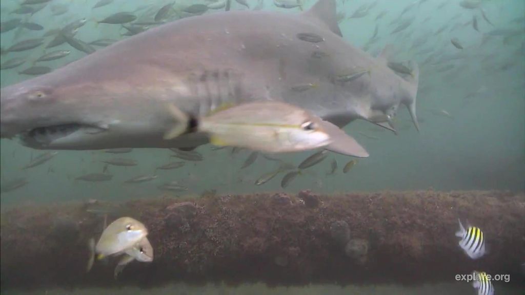 da480753-a0e1-4e94-b41c-4bdbff49f91d