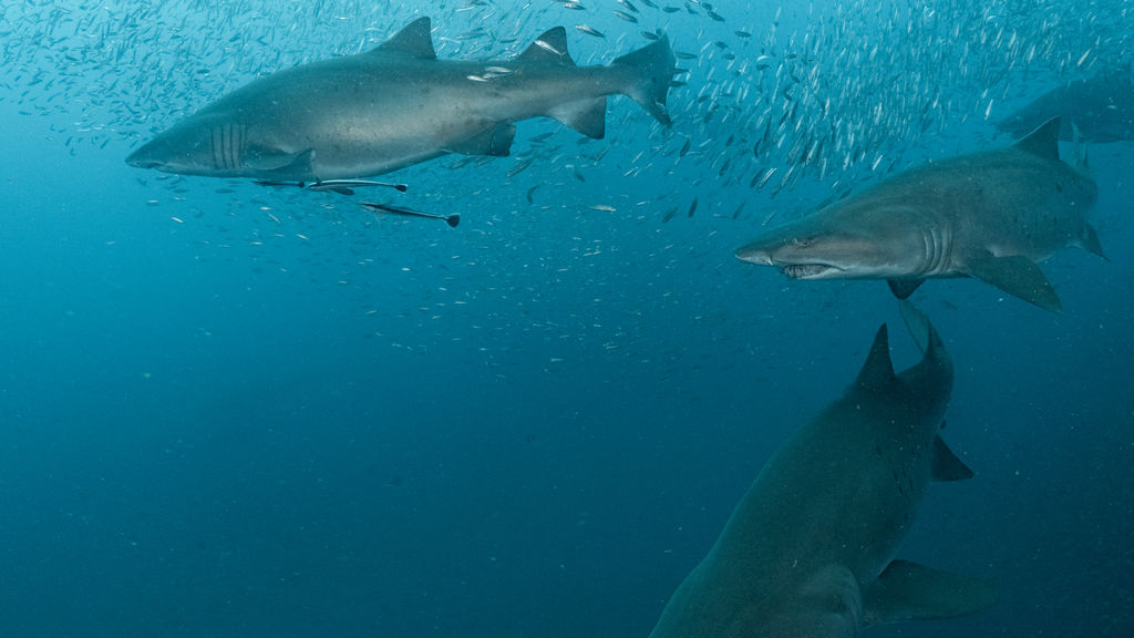 a7e9156b-dd85-44dd-a37b-5ac090d11ae8