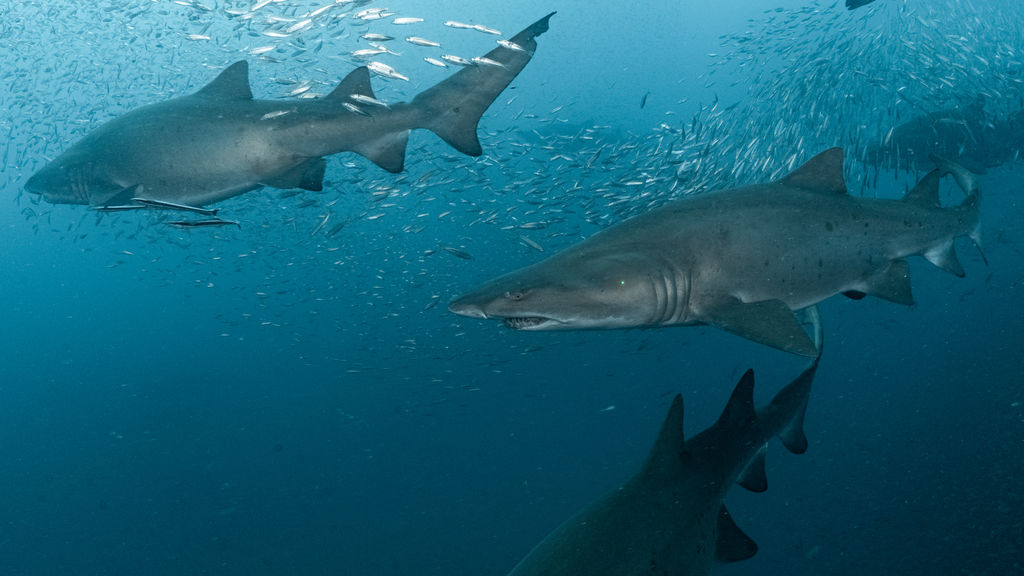 a7e9156b-dd85-44dd-a37b-5ac090d11ae8