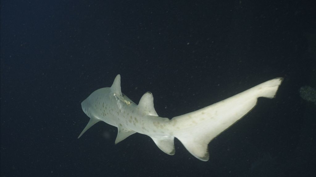 8a91e851-410c-4b6e-acc1-f4666b8d9a0b