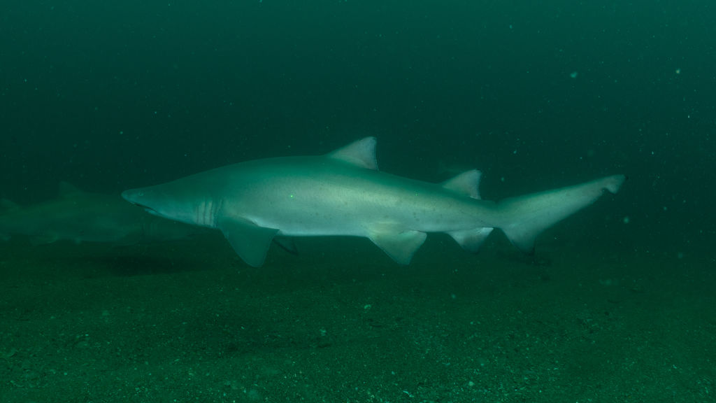 d51e3759-f4b8-4ede-99c7-e1313622c30e