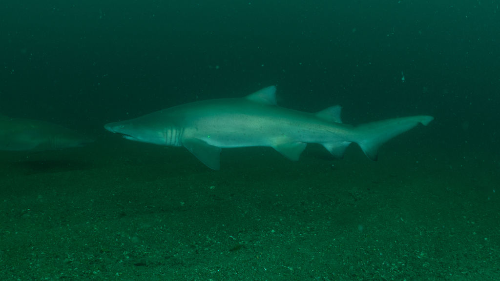 d51e3759-f4b8-4ede-99c7-e1313622c30e