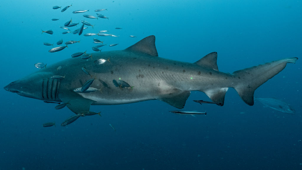 f2187227-32c4-4564-8b36-2d74b0bec817