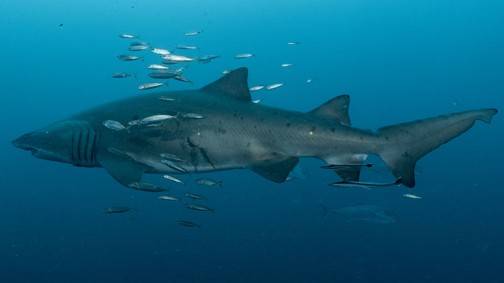 f2187227-32c4-4564-8b36-2d74b0bec817