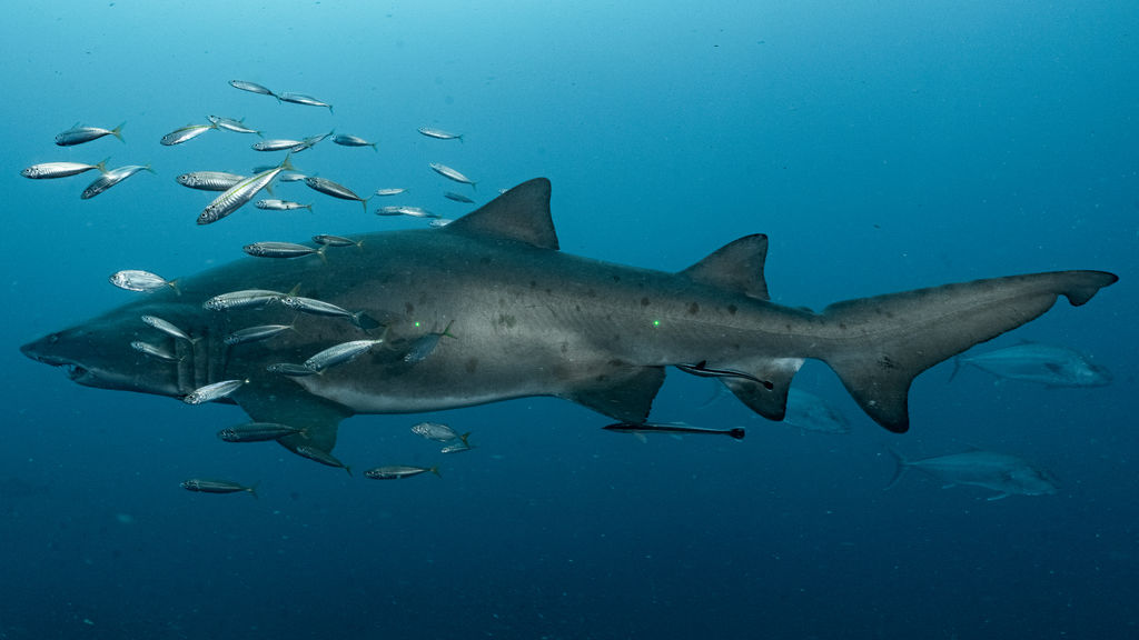 f2187227-32c4-4564-8b36-2d74b0bec817