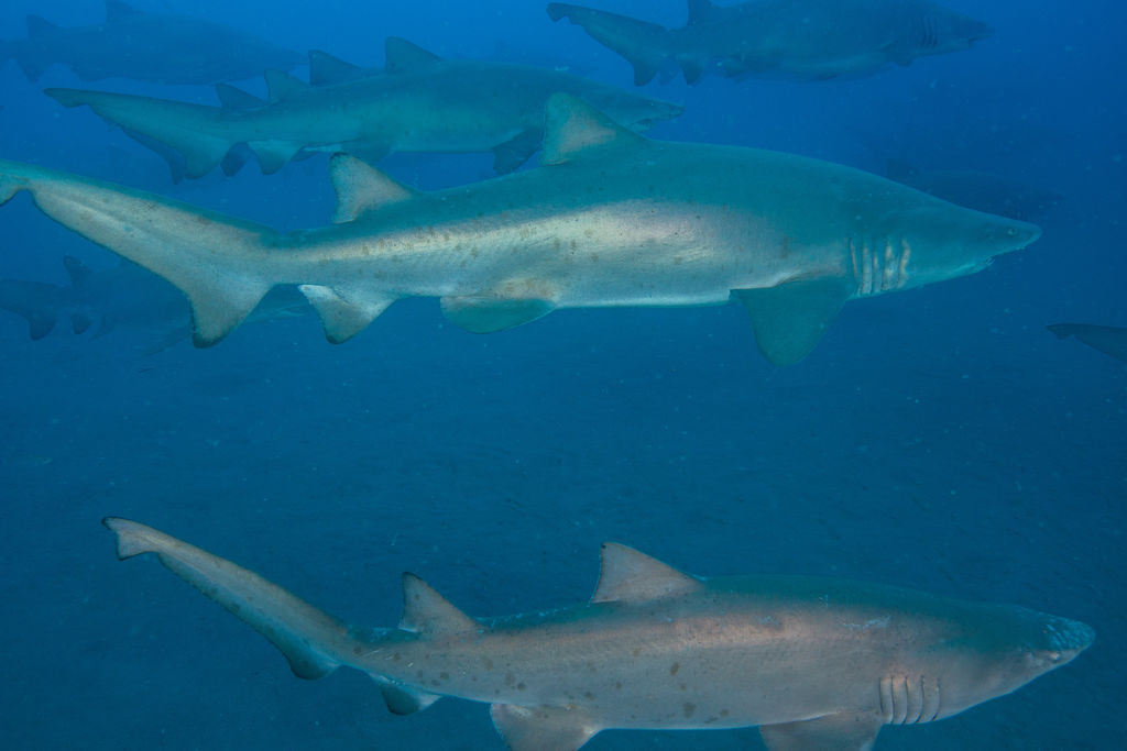 0f10fed6-30f8-4c92-a7a1-8612a6e32d5b