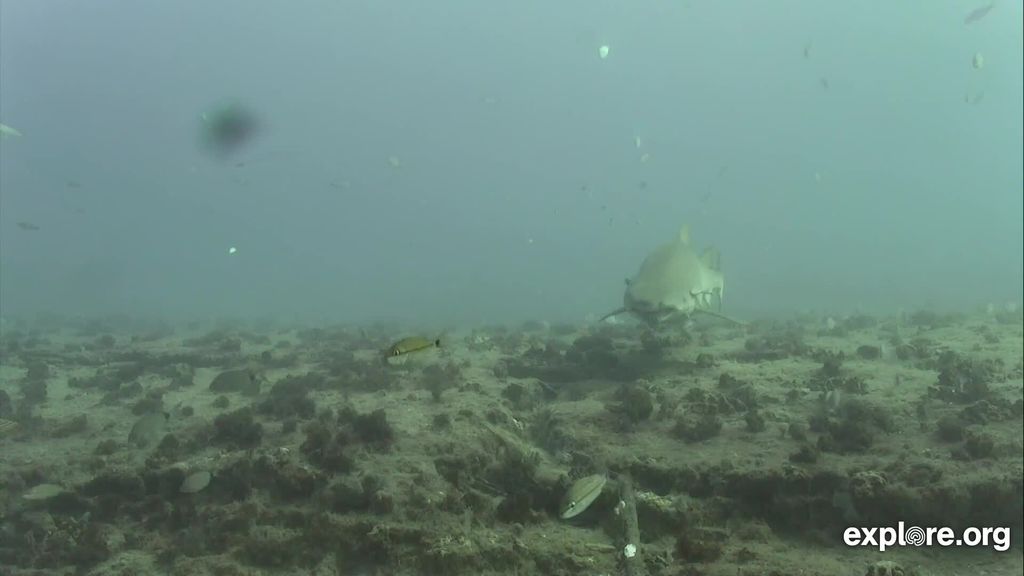 4b4c70e8-af1e-4e14-b361-4e25d0ea3ca1