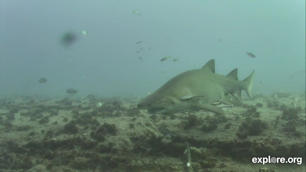 4b4c70e8-af1e-4e14-b361-4e25d0ea3ca1