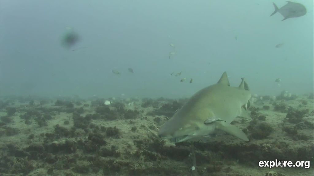 4b4c70e8-af1e-4e14-b361-4e25d0ea3ca1