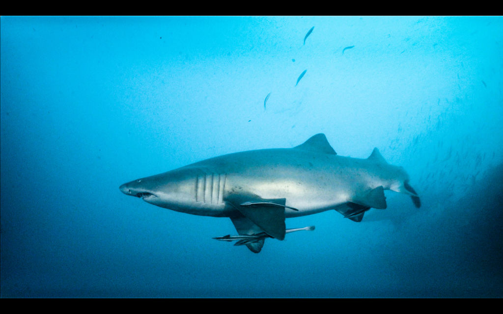 a466c8e2-cde1-4d05-81de-9676f6cf928f