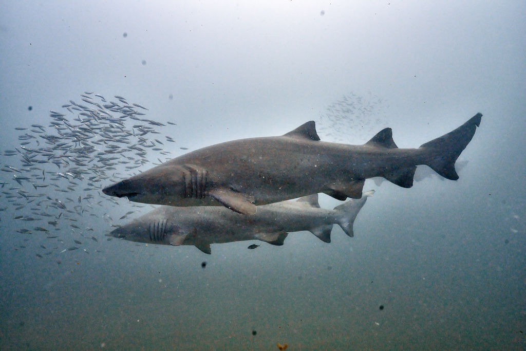 fd36bc84-3882-4b77-8e23-be060e3af442