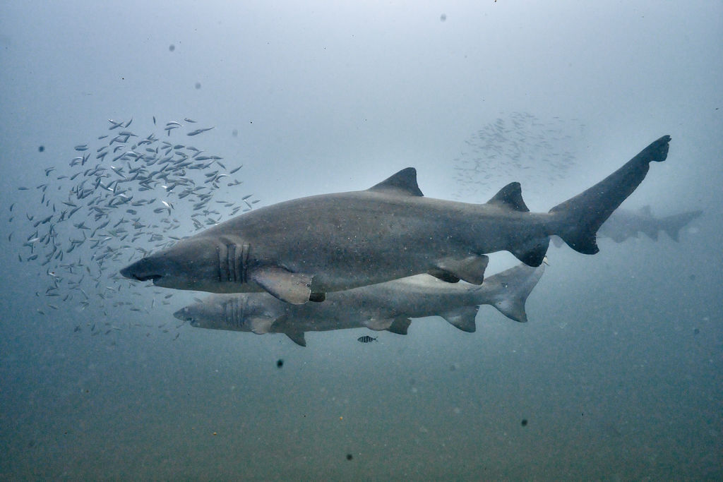 fd36bc84-3882-4b77-8e23-be060e3af442