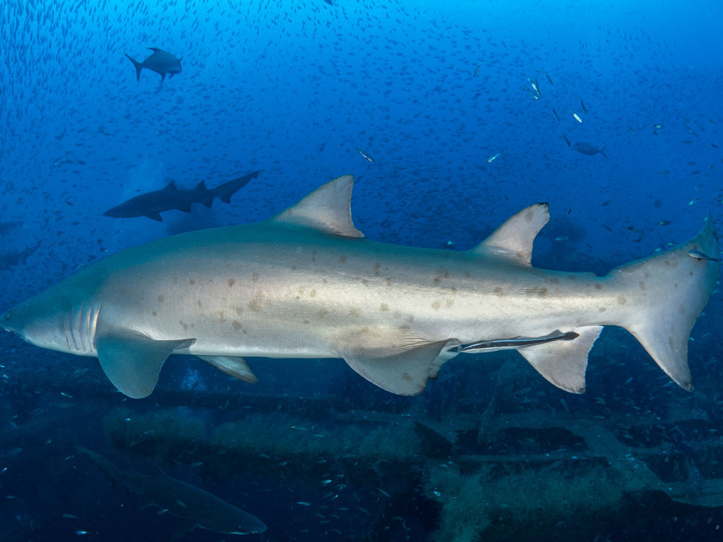 c697a313-55e9-46ea-8fbf-45435676208a